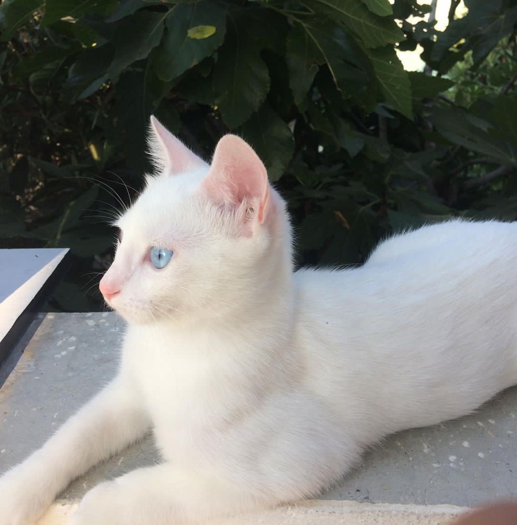 Tolkar'in bu yarış hakkındaki yorumu 