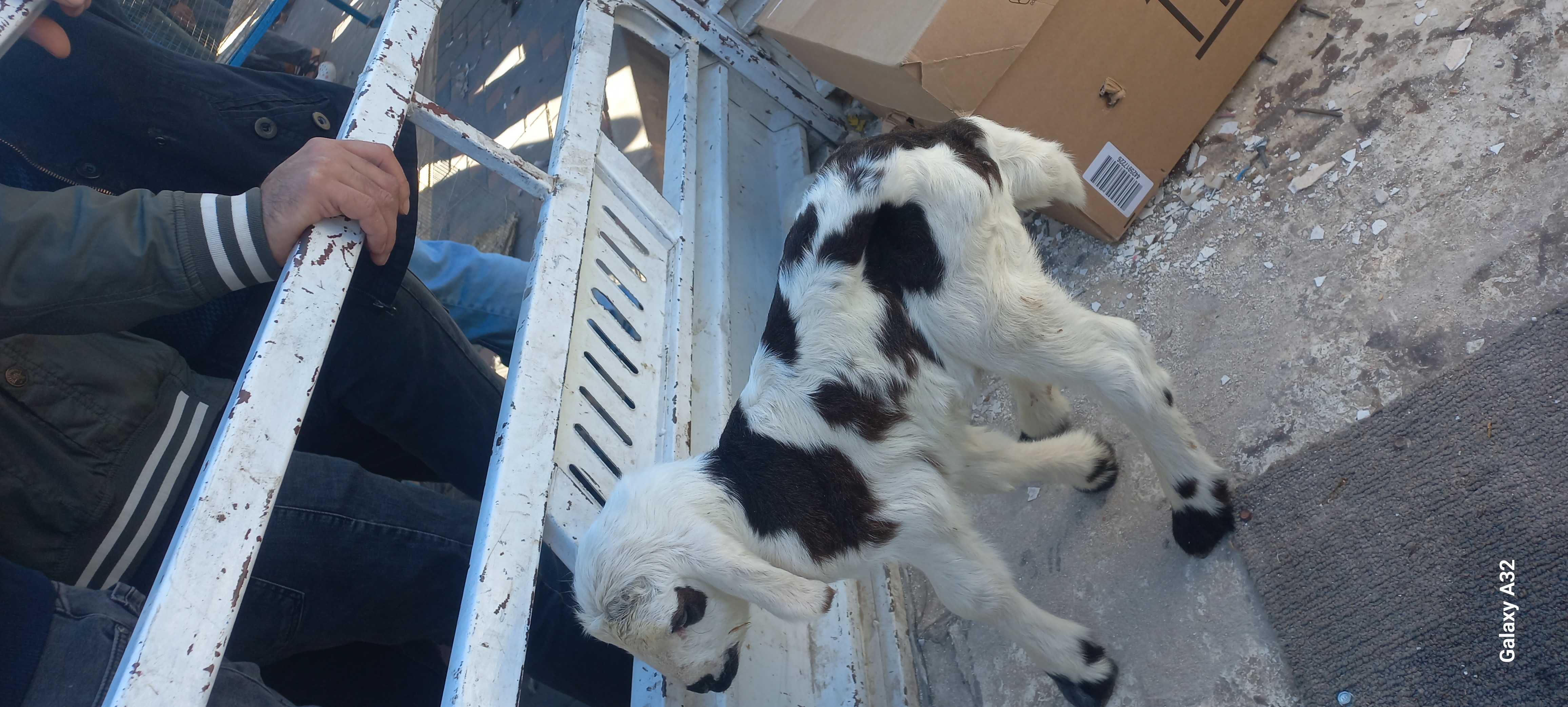 Tolkar'in bu yarış hakkındaki yorumu 