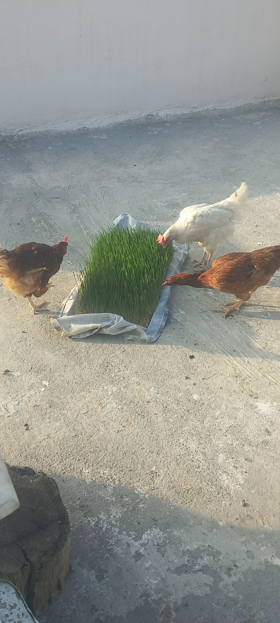 Tolkar'in bu yarış hakkındaki yorumu 